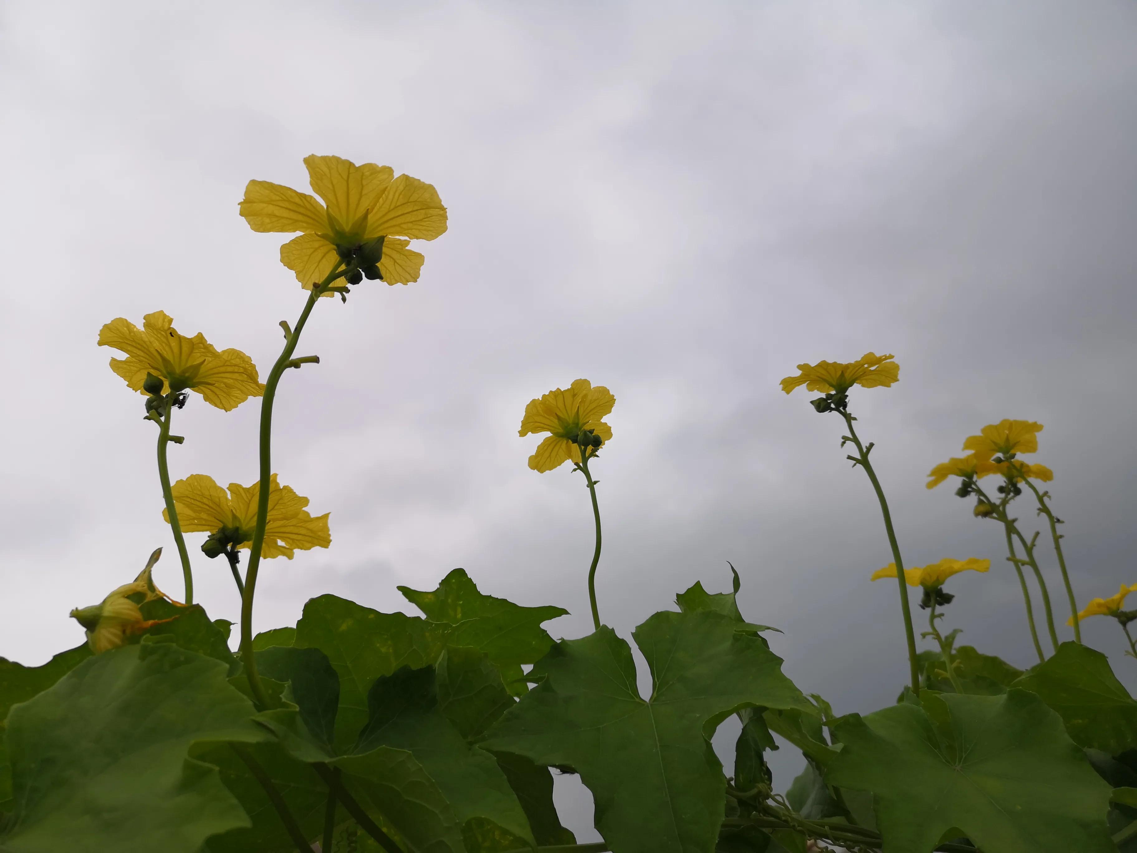 闂茶瘽绮よ,闂茶瘽鍘熷敱