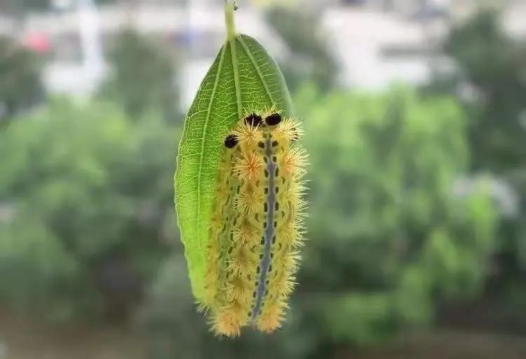 我家的枣树二年级上册阅读,我家的枣树一年级阅读理解