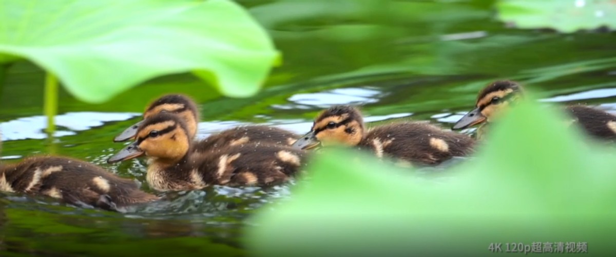 持续读写再升级至誉NITRO系列CFexpressTypeB存储卡评测