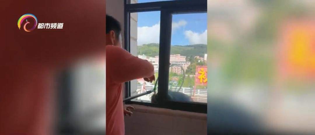 玩印泥、翻文件、爬书柜！“猴哥”大闹办公室，落网了