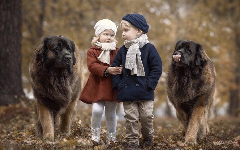 有哪些攻击性的犬可以养,建议懒人养的10种狗小型犬