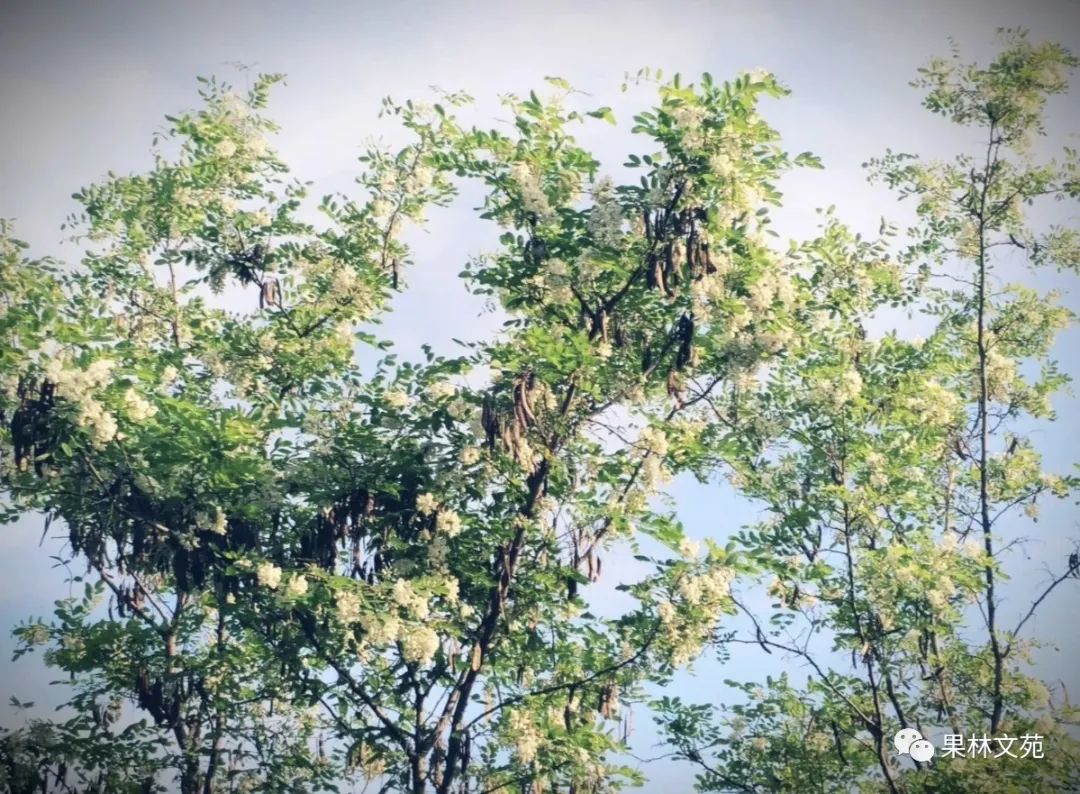 怀念槐花的诗句,五律咏槐花