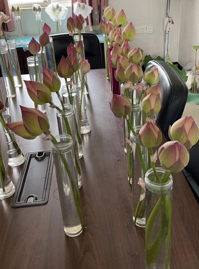 荷花种植什么品种好看,荷花种植范围有哪些品种