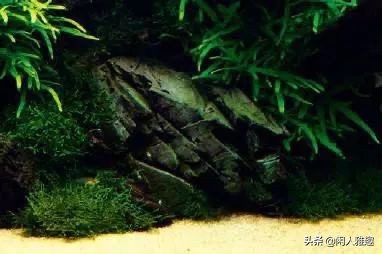 1.8米长水陆缸与草缸结合,组合式草缸