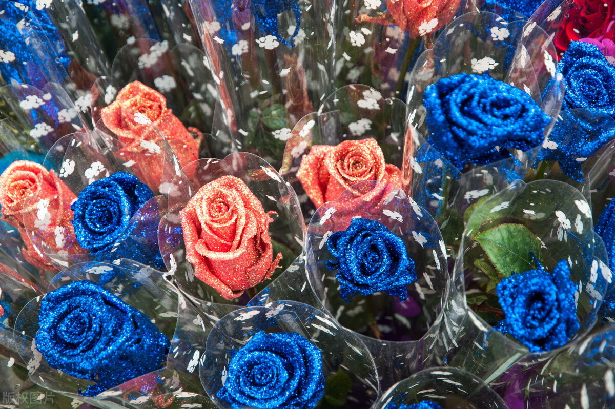 图片蓝色妖姬,蓝色妖姬图片q版