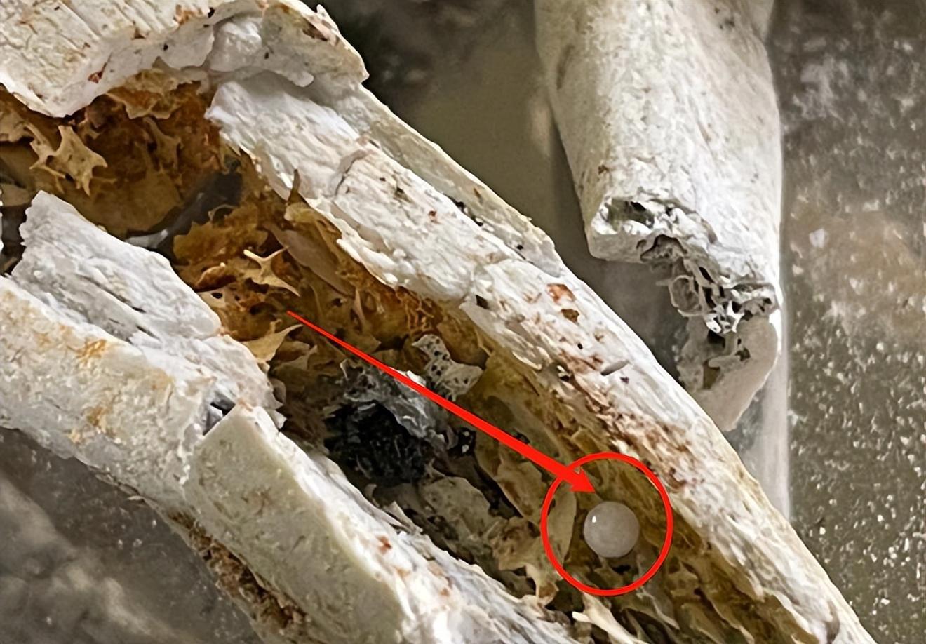 星云大师火化舍利子过程,星云大师舍利子事件