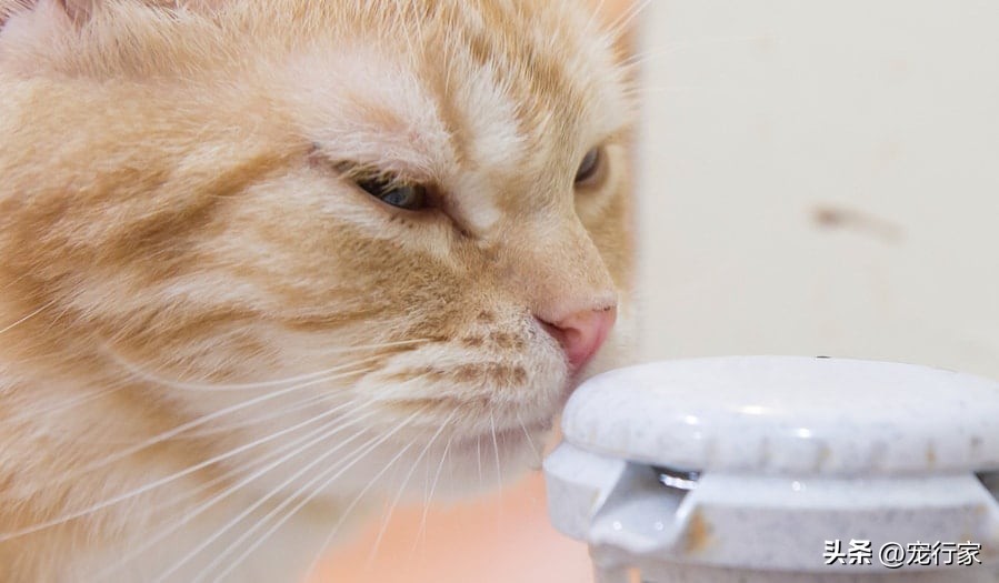 猫入冬睡不醒,猫入冬不吃东西