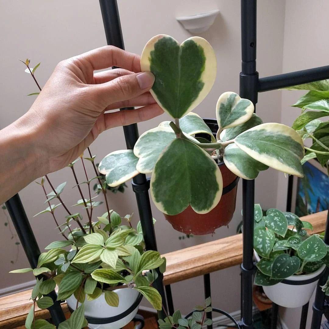 家里光线差就养这几种花,什么花散射光就可以养好