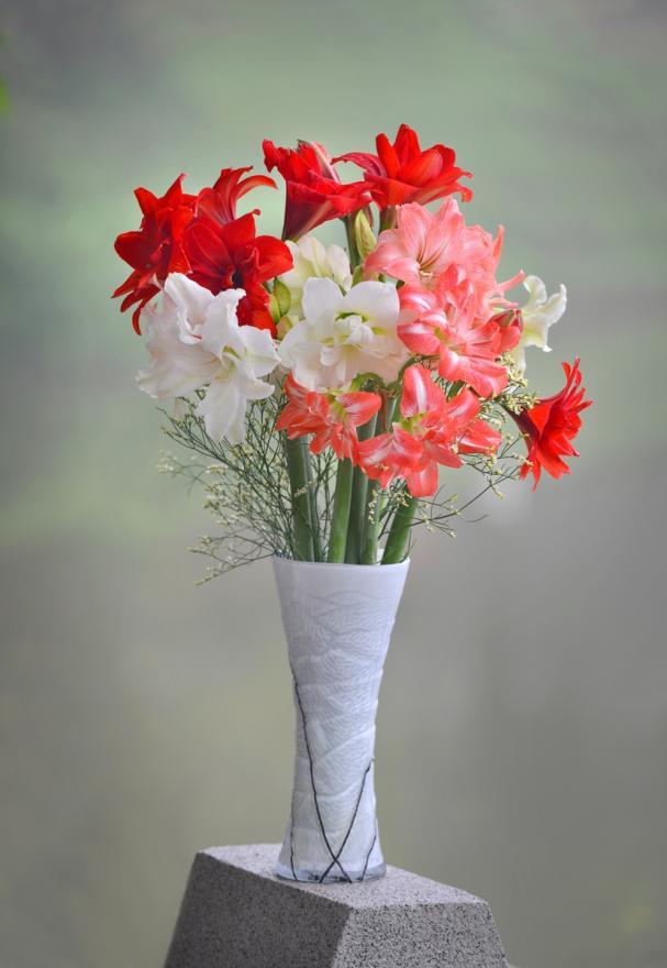 客单价高的绿植,最流行的球根花卉