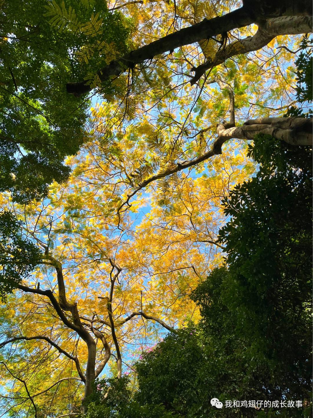 2019深圳莲花山簕杜鹃花展美不美,深圳莲花山一年一度的簕杜鹃花展