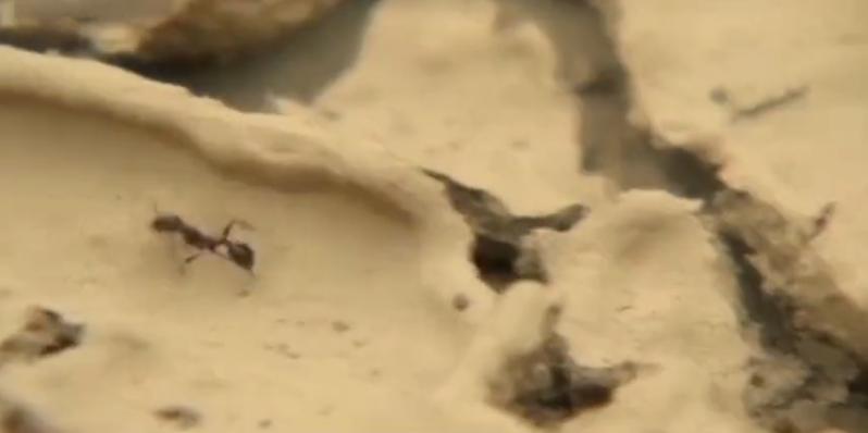 广西小伙养草鱼卖400,5亩养殖草鱼一年能赚500万