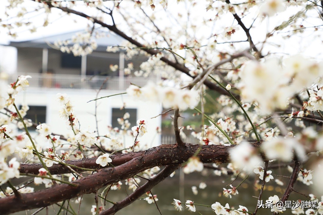 长沙春天赏花的地方有哪些,长沙春天哪里看花海