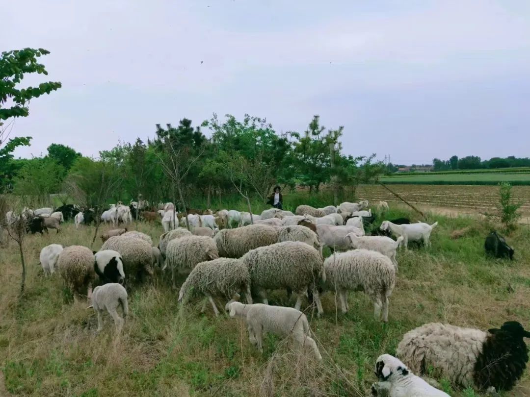 95后女大学生辞职返乡种地,95后女生返乡创业养鹅
