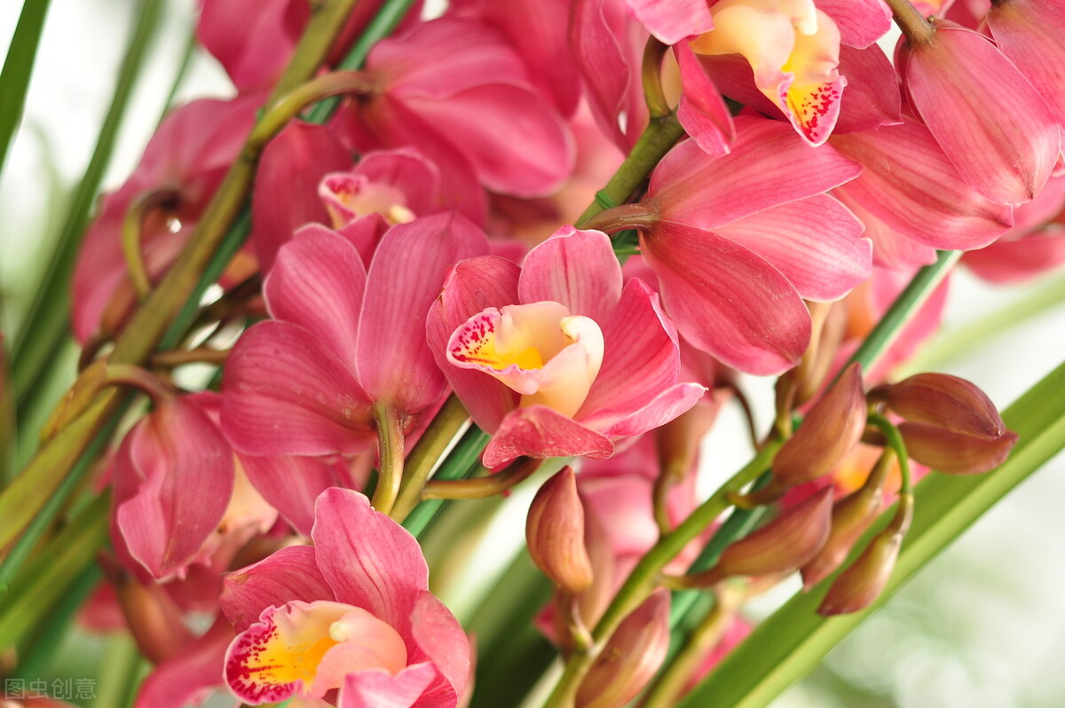 价值比较高的是哪种兰,名兰都是哪些品种