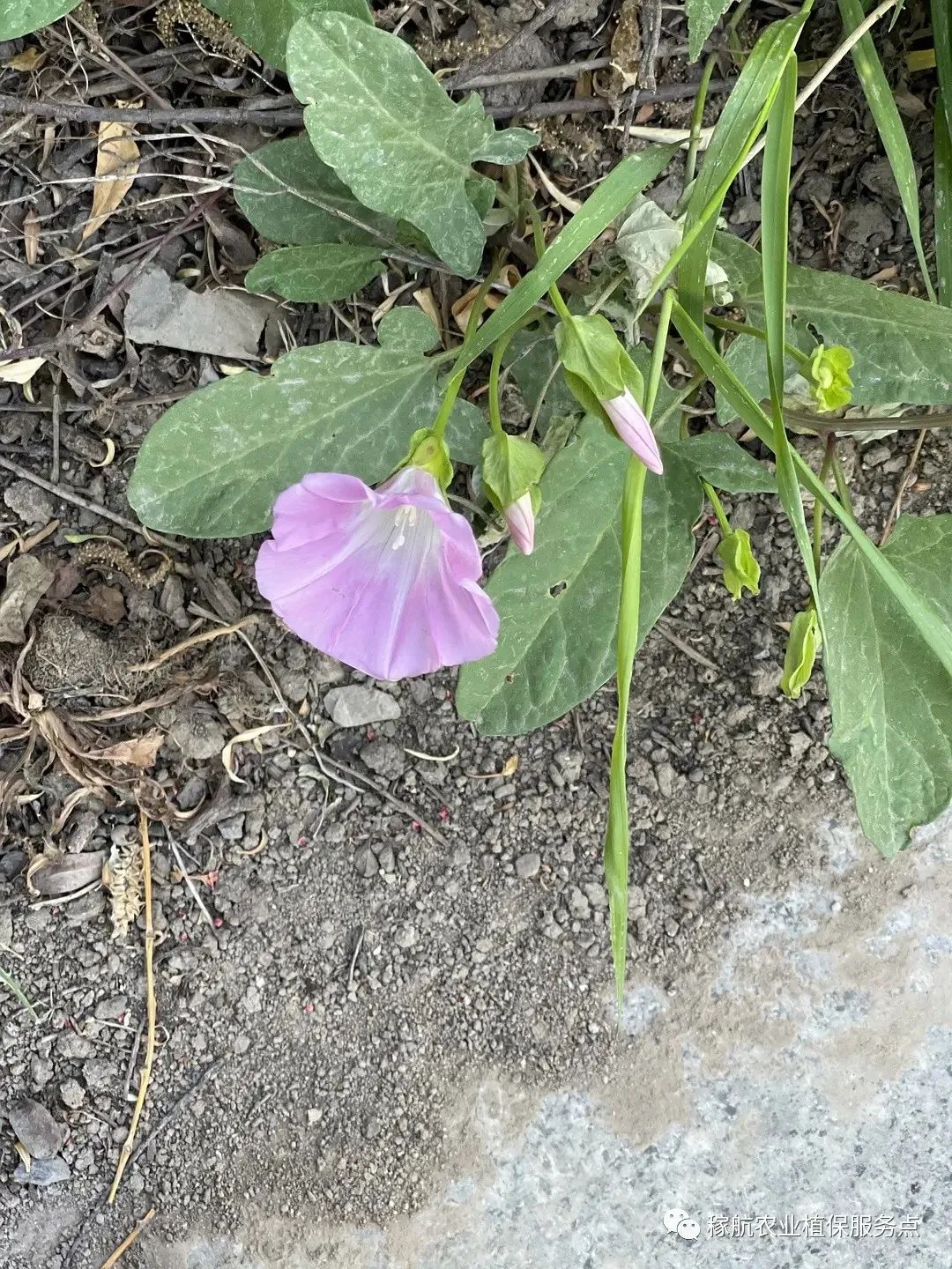 草甘膦这样复配，除草干净又彻底