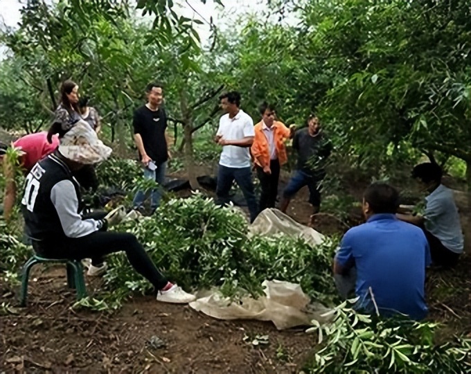 利用林业资源带动经济发展的举措,利用与发展