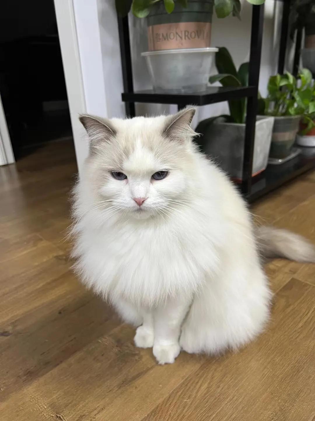 猫咪祖先是剑齿虎吗,猫咪的祖先图