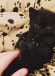 猫的哪些特征会招财,猫的哪些特点才代表招财