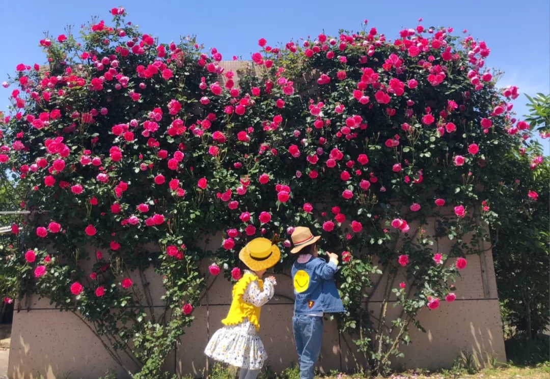 光照不足也能猛开花的藤本月季,抗病好养勤花的藤本月季品种