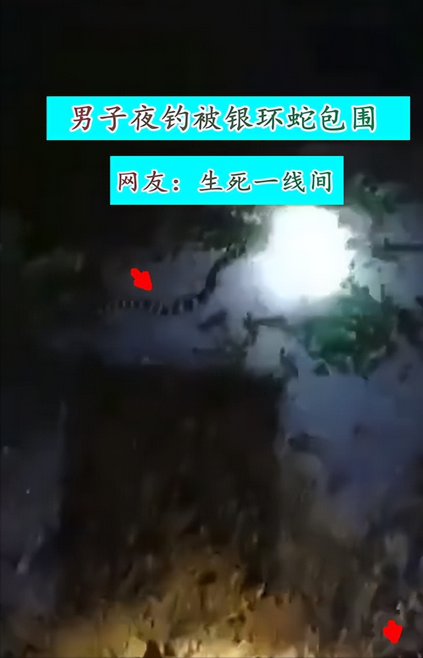 发现家里有蛇如何用雄黄驱蛇,头皮发麻女子胸口藏5条活蛇入境