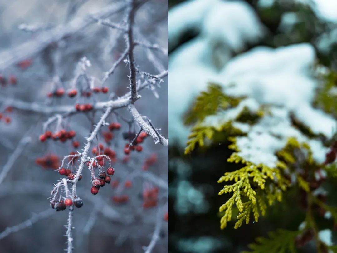 下雪适合拍什么大片,下雪到雪里面拍照片怎么拍最好看