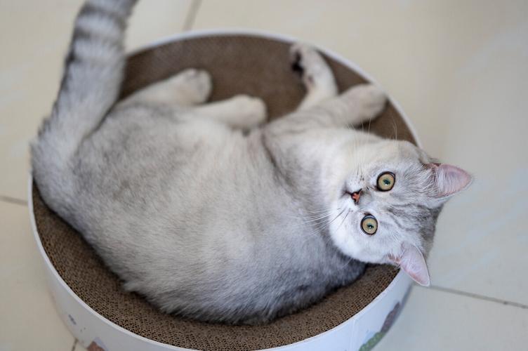 银渐层优势,银渐层战斗力为什么那么高