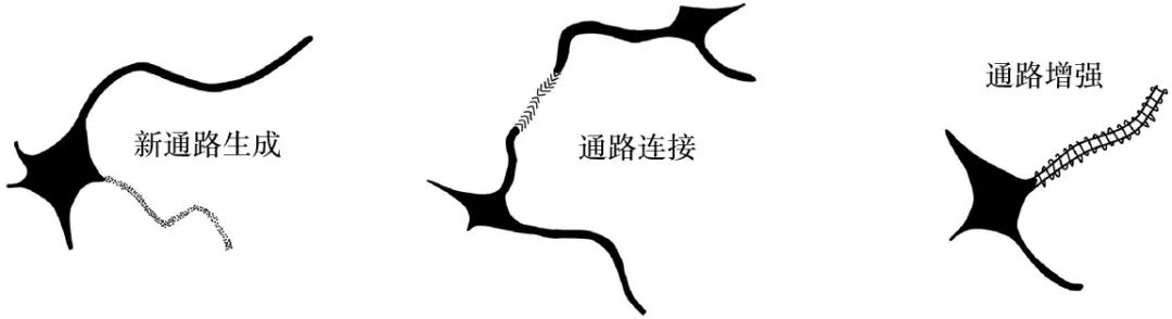 脑子笨是学习不好的原因,斯坦福每天5分钟大脑训练