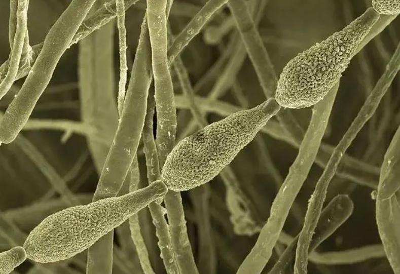 壳寡糖的促进生根作用,壳寡糖对免疫系统的调节作用