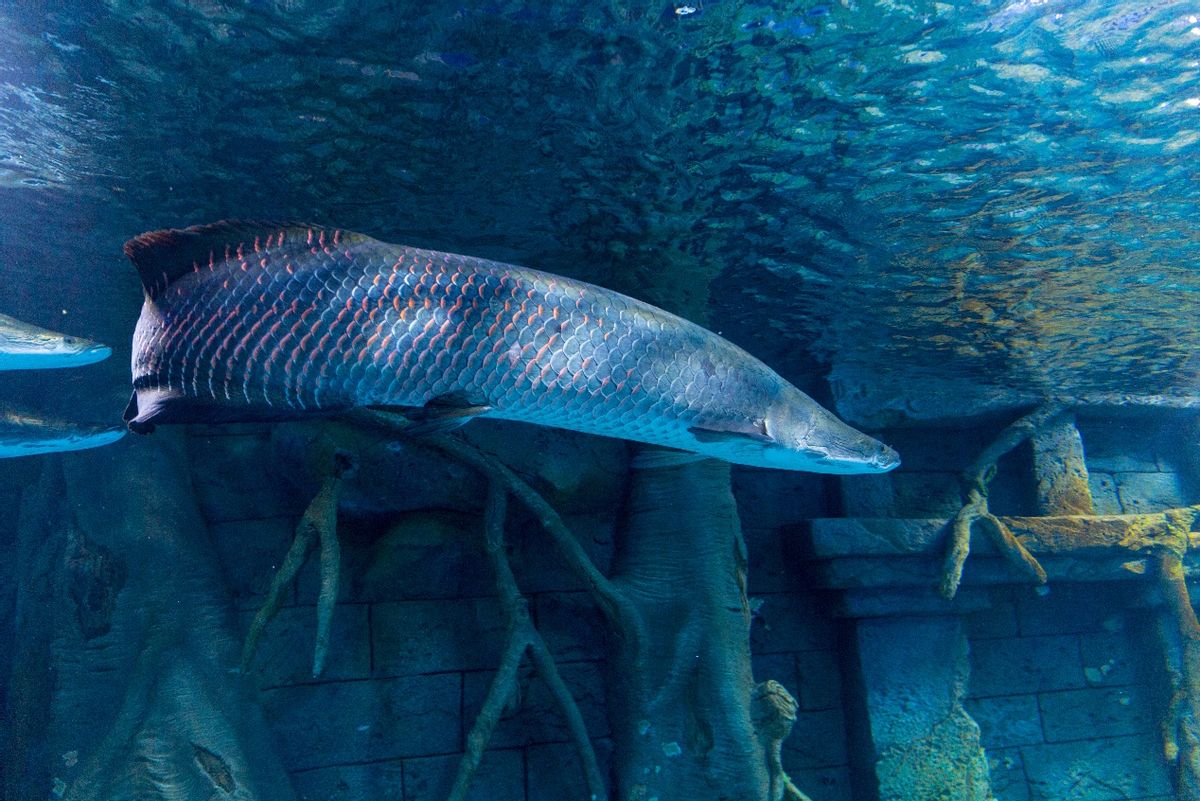 深圳适合带孩子去玩的海洋公园,深圳暑期遛娃好去处