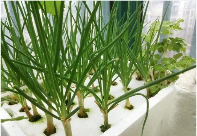 葱不用买有什么好方法,买小葱的正确方法