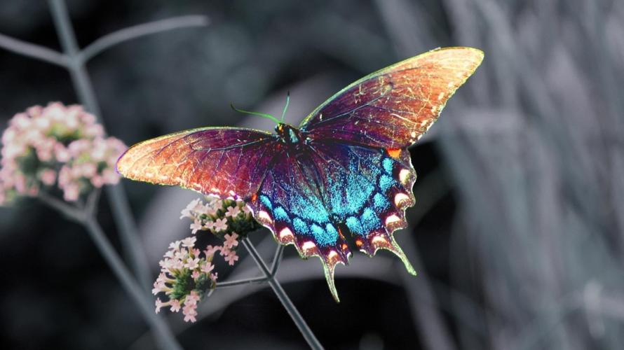 身穿外星机甲的“皮皮虾”，一锤150公斤力道，送给你舍得吃吗？