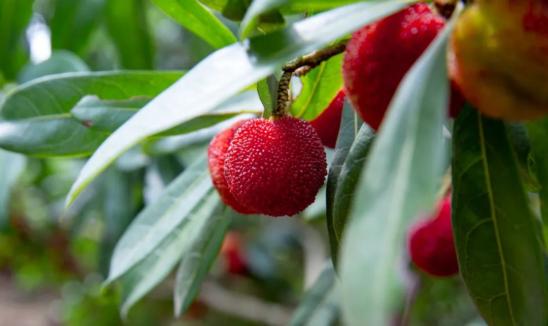 “min”甜爆汁！西瓜、蓝莓、桃子......彭州今夏水果新鲜开摘喽