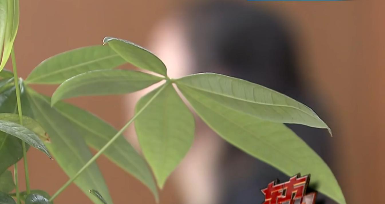 拆二代痴迷买房全集,拆二代赌博败了三四千万