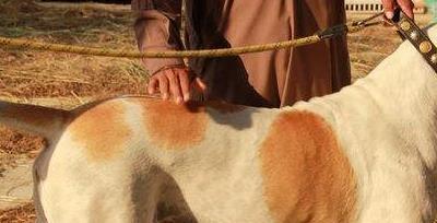 库达战土狗,库达犬的战斗力