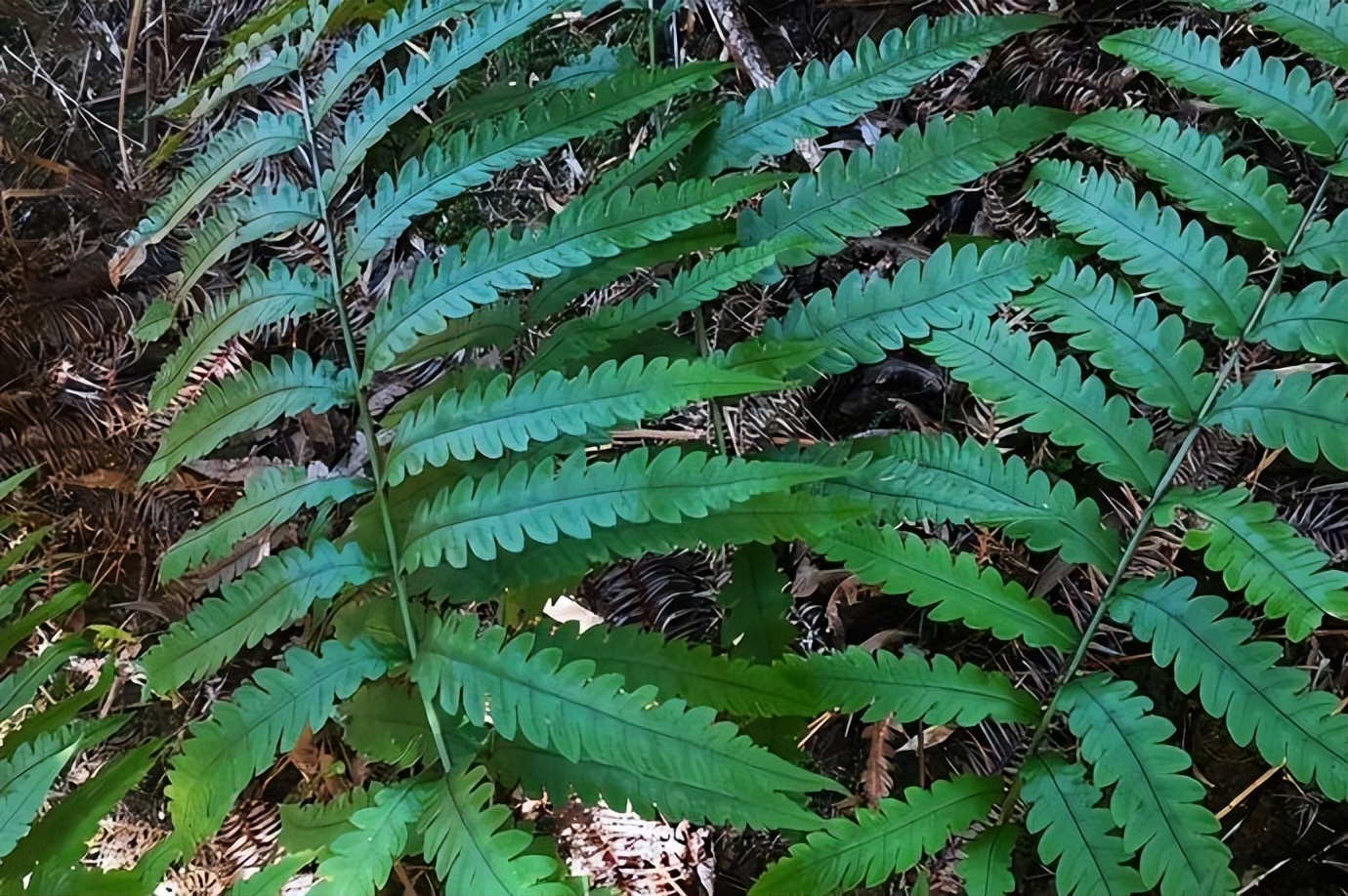 金毛狗蕨真的可以止血吗,金毛狗脊的毛能止血吗