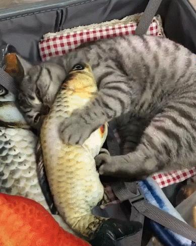 猫咪掉毛需要补充什么营养,猫咪怀孕需要吃什么补充营养