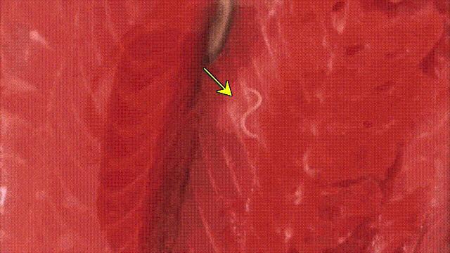 三文鱼水光真假分辨,哪种才是真正的三文鱼