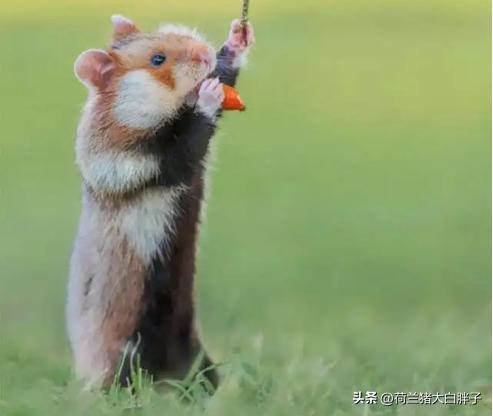 仓鼠牙齿太长又不敢剪它如何吃饭,仓鼠的牙齿太长怎么办