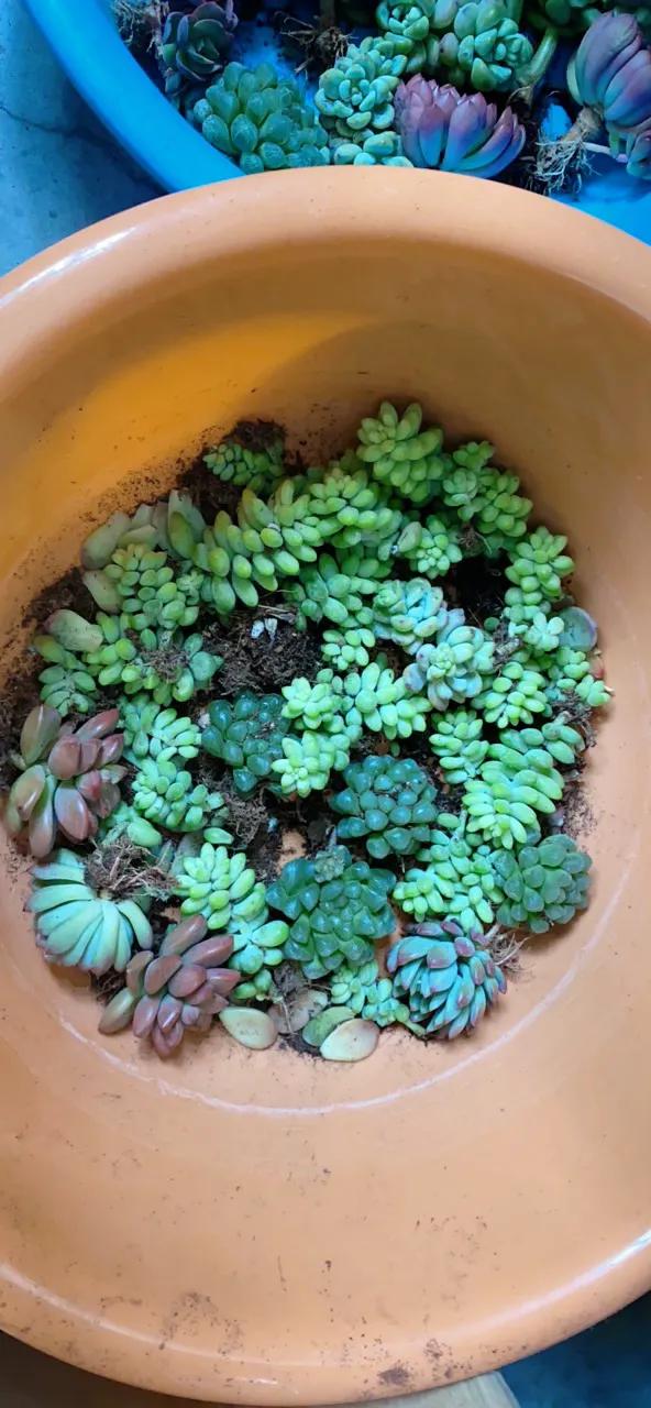 最好养不怕冷不怕热的多肉,新手小白养多肉教程