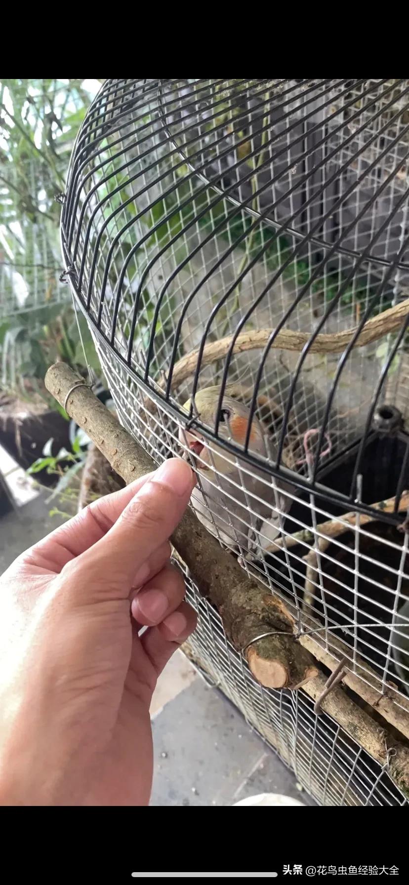 新手训玄凤鹦鹉的方法大全,虎皮鹦鹉跟玄凤鹦鹉怎么才能养熟