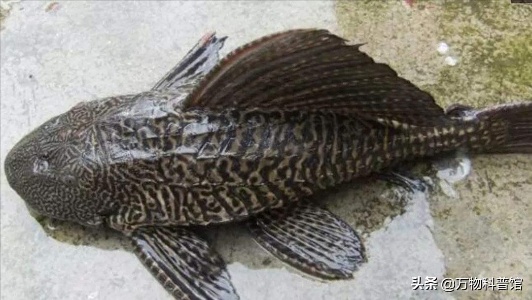 清道夫是怎么入侵我国的,清道夫入侵全球成灾