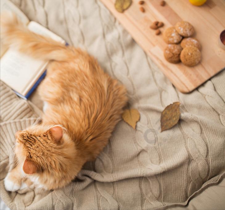 养猫会出事吗,养猫不容易得的病