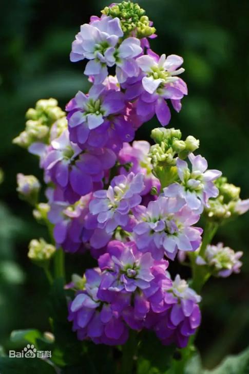 每日一花免费阅读全集,每日一花9977