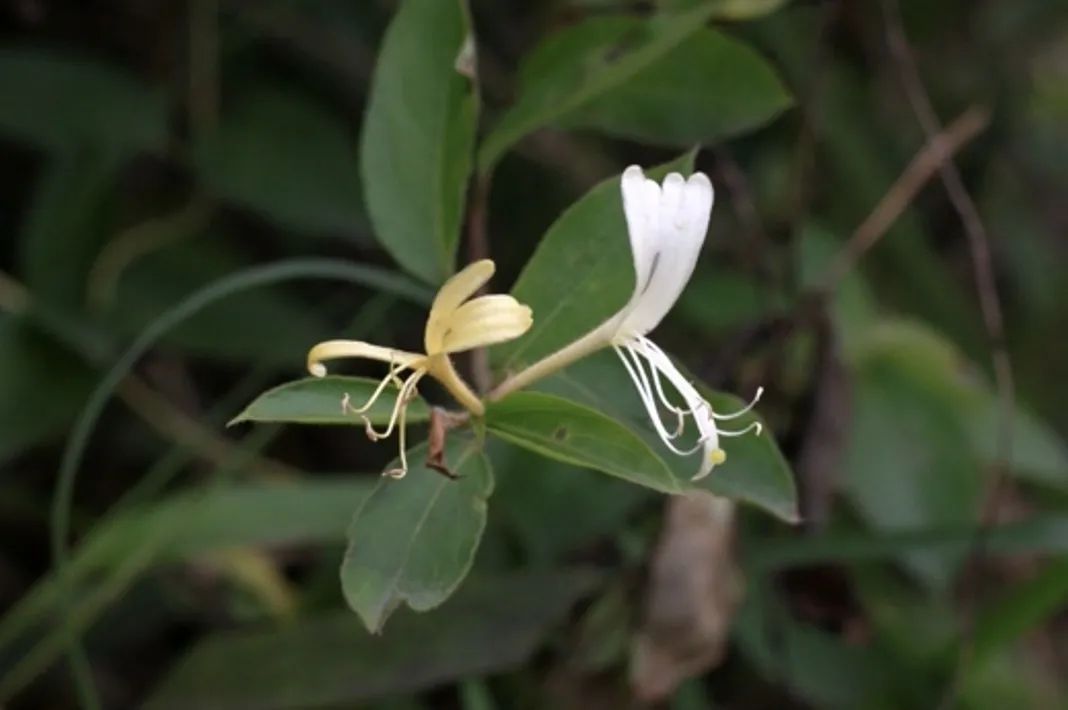 凌冬不凋，藤绽金银——忍冬