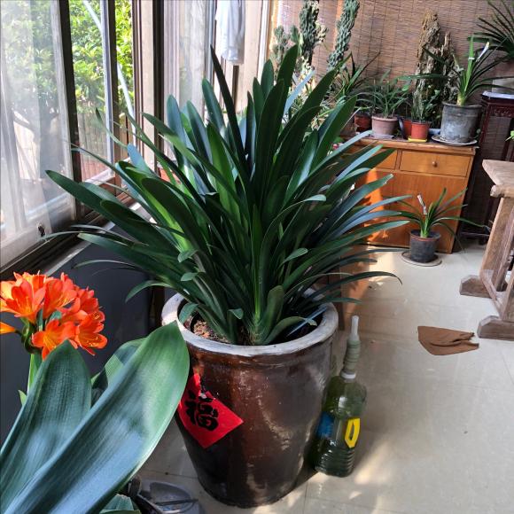 家里养的富贵花让你养几年才会开,客厅富贵花大全