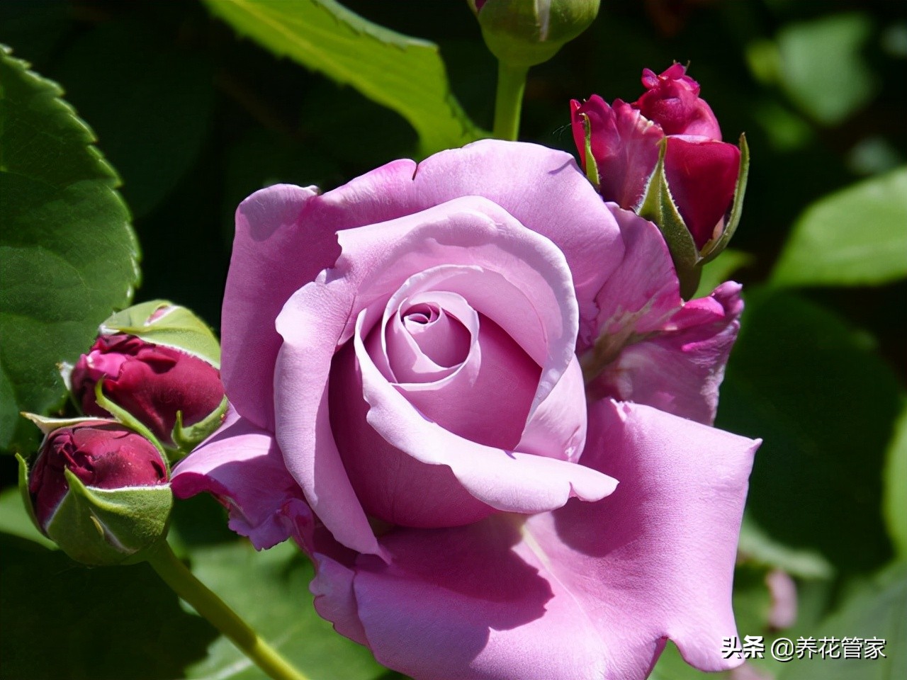 哪种紫色的月季最好看,蓝紫色的月季有哪些