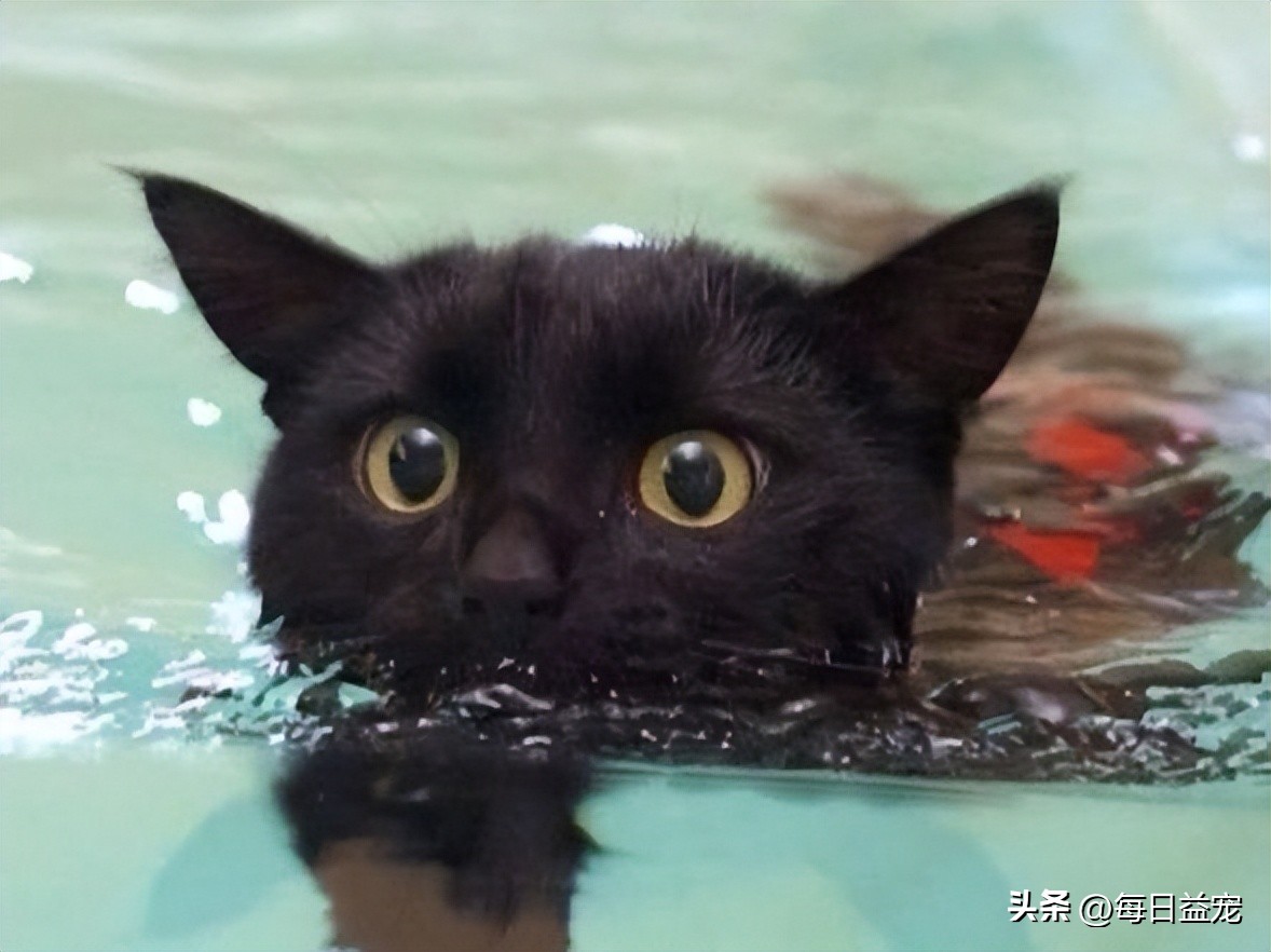 黑猫半夜炸毛扑向主人,流浪猫半夜咬主人的脸