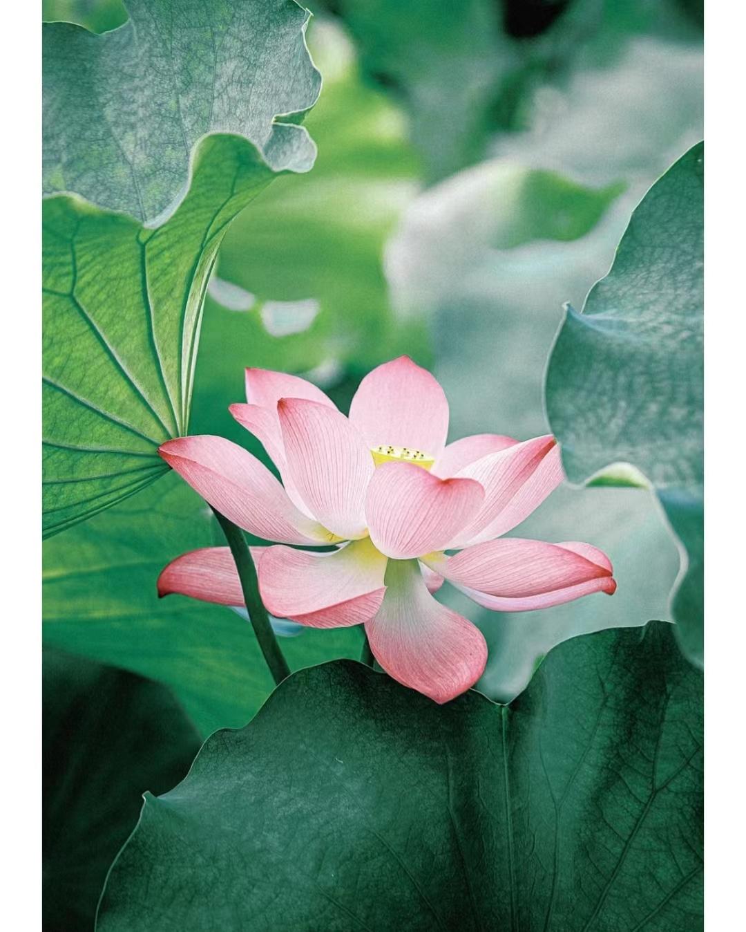 荷你有约环创,荷你有约完整视频