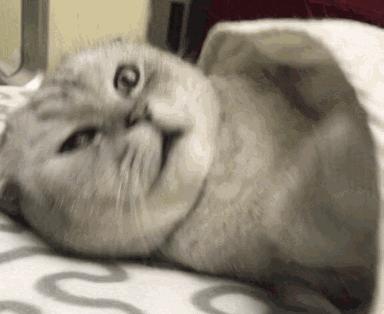 英短弃养,为啥英短越来越便宜了