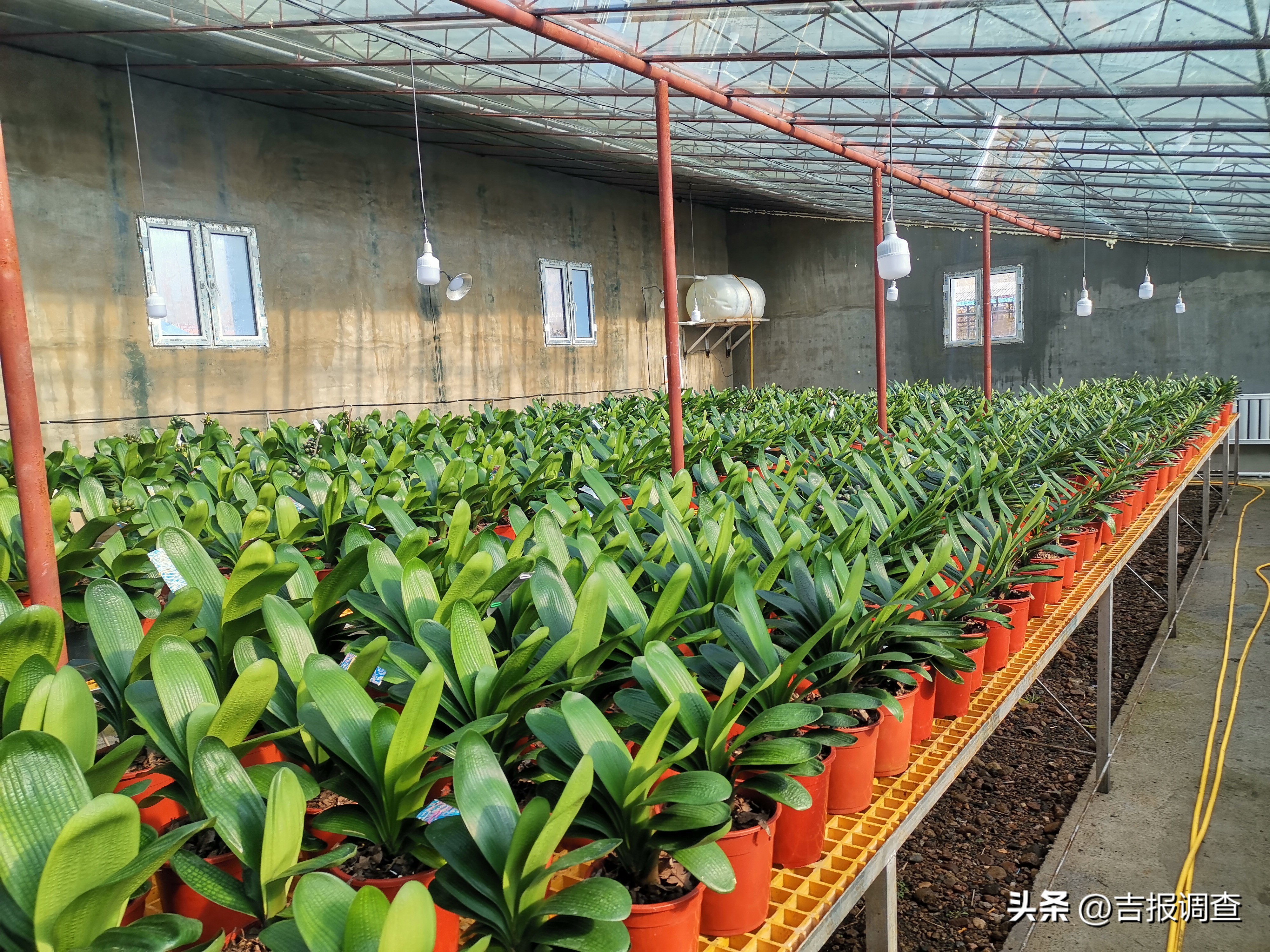 辉南县庆阳镇乡村振兴增添君子兰繁育新产业!君子兰通过电商渠道远销到国内多地